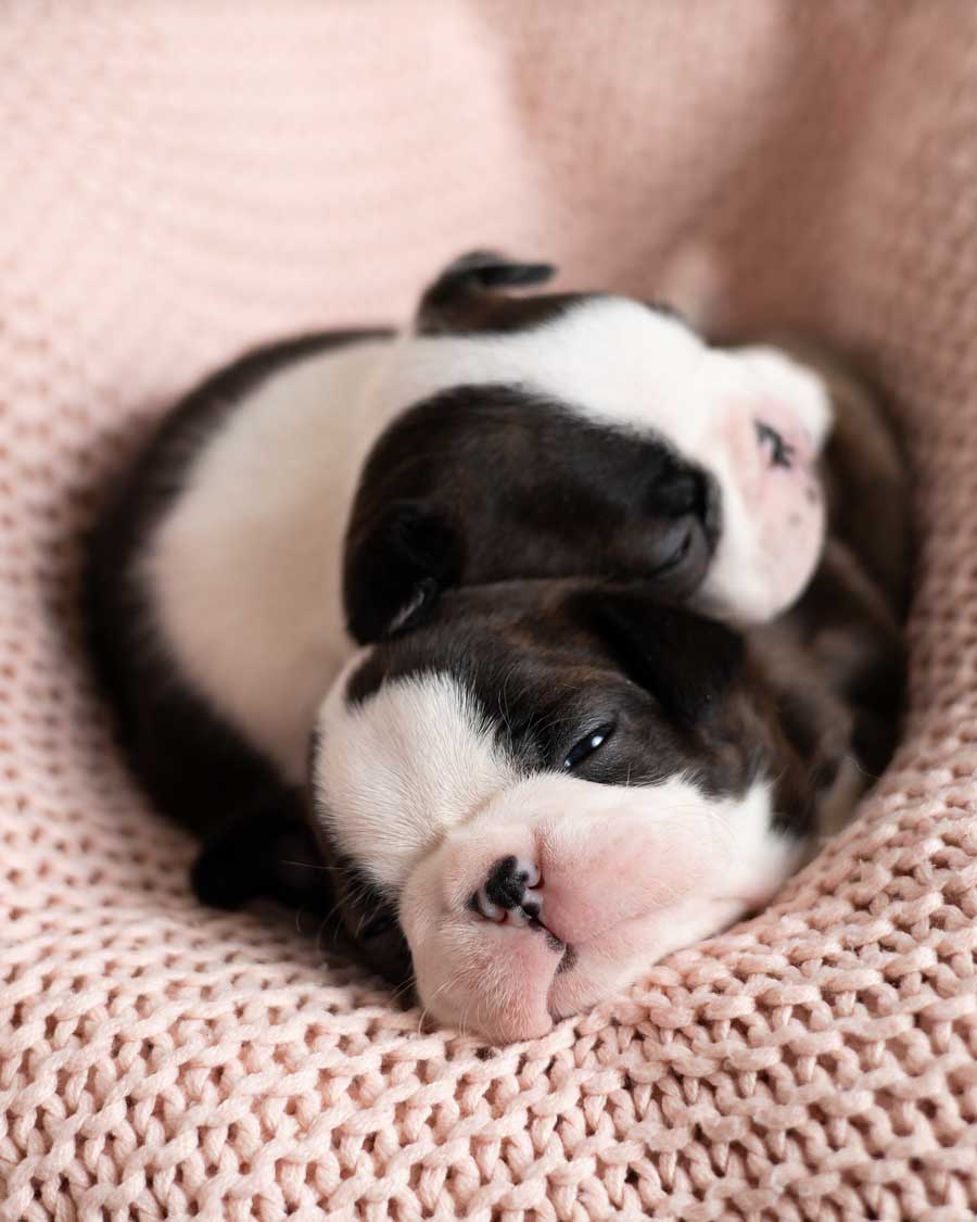 Boston Terrier puppies on a blanket