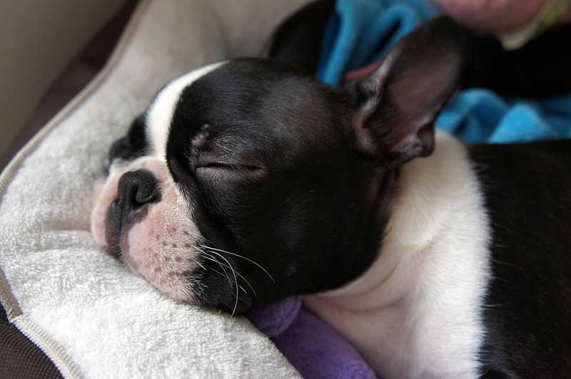 A sleeping Boston Terrier puppy