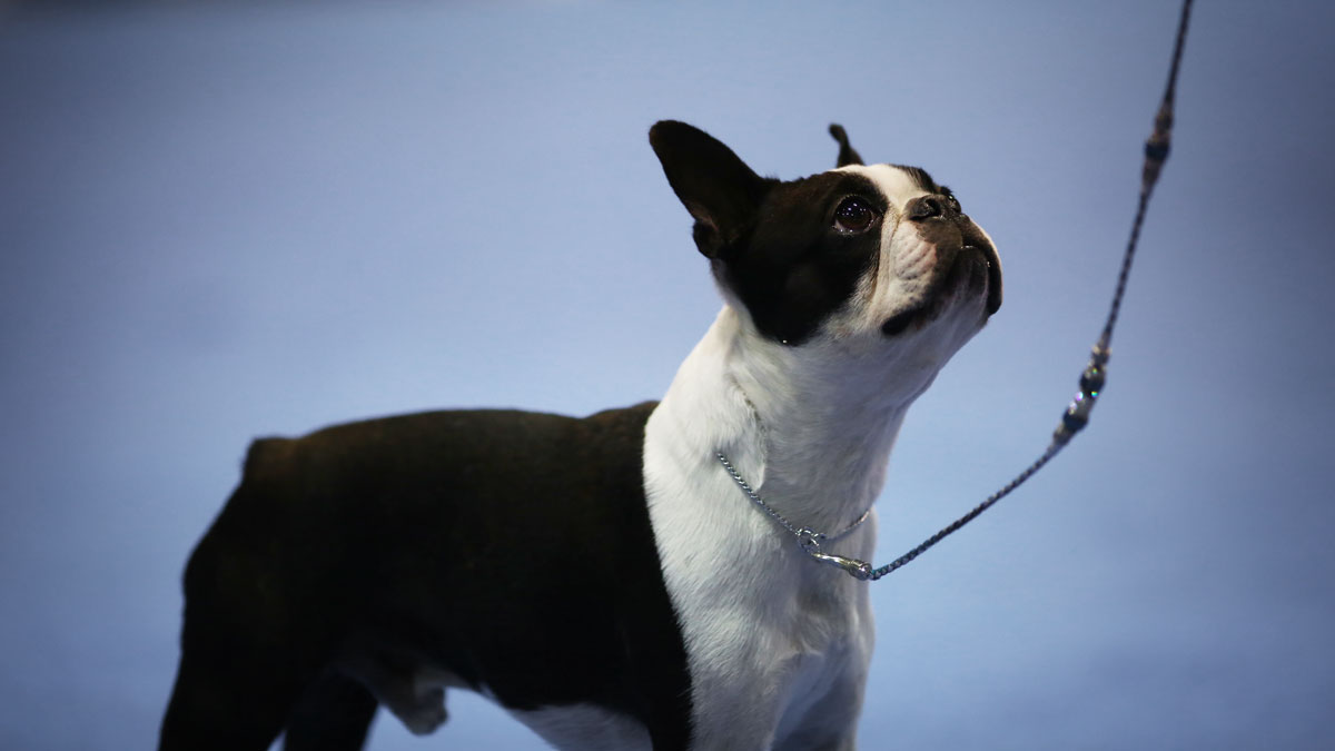 Boston Terrier in the show ring